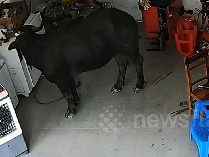 Trâu điên lao vào cửa hàng, húc văng công nhân, khiến cả phố hỗn loạn