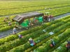 Hoàn thiện hành lang pháp lý cho ESG để nông sản Việt vượt ‘hàng rào xanh’