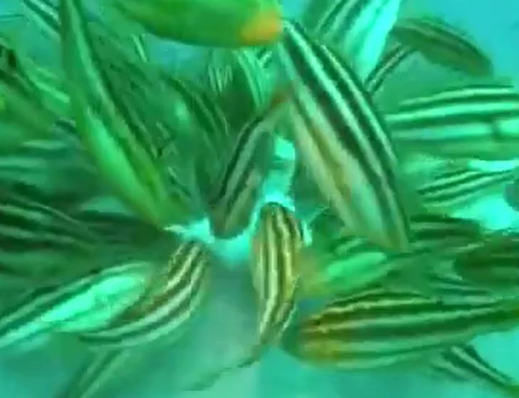 Ảnh cắt từ clip.