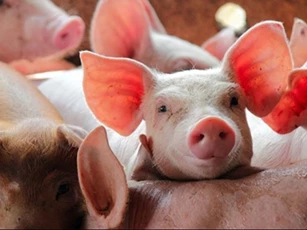 Giá heo hơi ngày 13/5: Sơn La và Thanh Hoá nhích thêm 1.000 đồng/kg
