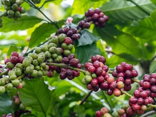 Giá nông sản ngày 13/5: Cà phê tăng mạnh, hồ tiêu ổn định, lúa gạo giao dịch chậm