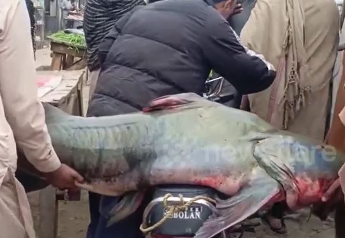 Bắt được 'thủy quái' 102kg, ngư dân bán ngay với giá 55 triệu đồng