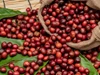 Giá nông sản ngày 14/5: Cà phê đảo chiều giảm, hồ tiêu tăng nhẹ