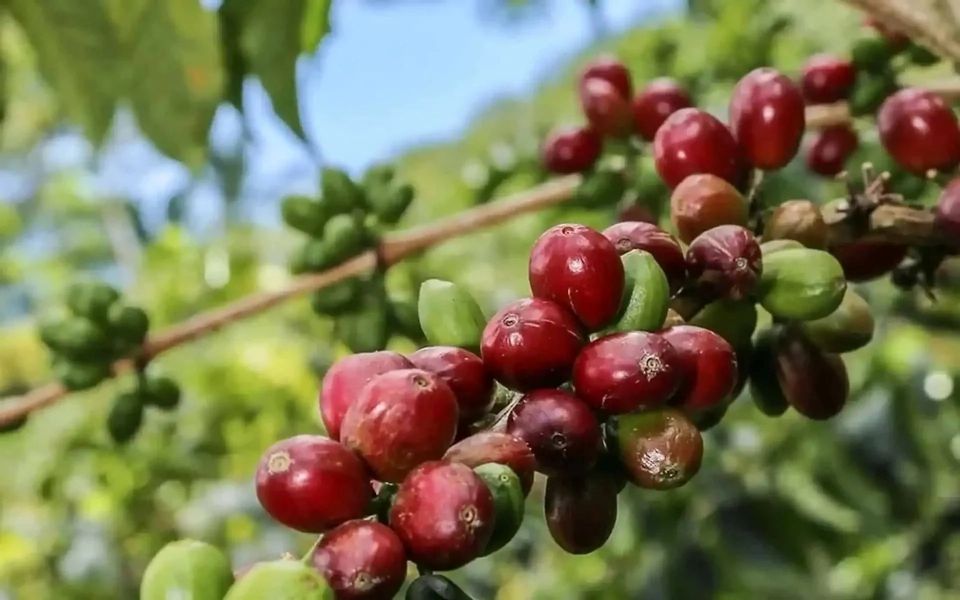 Giá nông sản ngày 15/5: Cà phê bật tăng mạnh, hồ tiêu ổn định