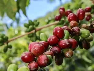 Giá nông sản ngày 15/5: Cà phê bật tăng mạnh, hồ tiêu ổn định