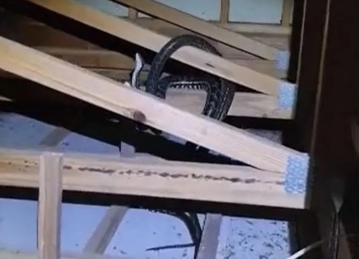 Ảnh cắt từ clip.