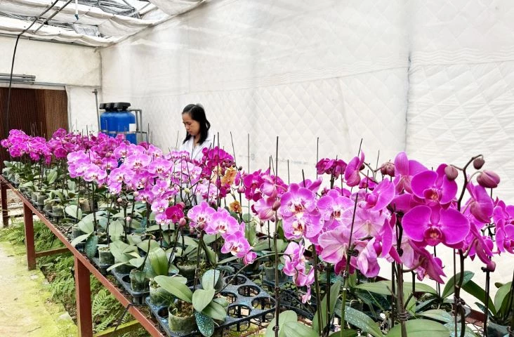 Mô hình thực nghiệm tại hệ thống nhà màng, nhà lưới, các quy trình kỹ thuật trồng và chăm sóc lan Hồ điệp đã được đơn vị chủ trì chuyển giao kỹ thuật cho đội ngũ viên chức của Trung tâm.