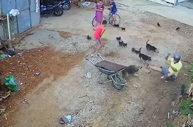Người đàn ông hoảng loạn khi bị 4 con chó dữ lao vào tấn công giữa đường