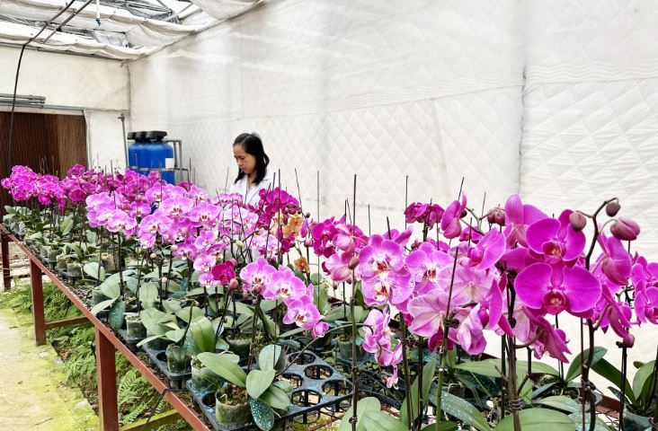 Cao Bằng ứng dụng công nghệ cao bảo tồn lan Kim tuyến quý hiếm