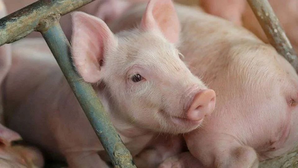 Giá heo hơi ngày 16/5: Thị trường duy trì ổn định trong sáng cuối tuần