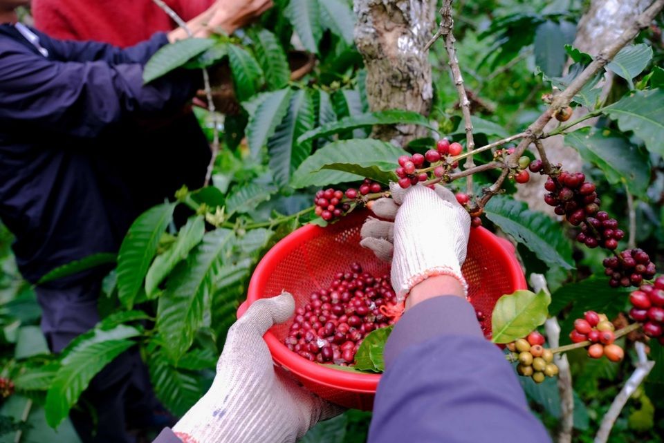 Giá nông sản ngày 16/5: Cà phê lao dốc, hồ tiêu và lúa gạo biến động nhẹ
