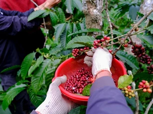 Giá nông sản ngày 16/5: Cà phê lao dốc, hồ tiêu và lúa gạo biến động nhẹ