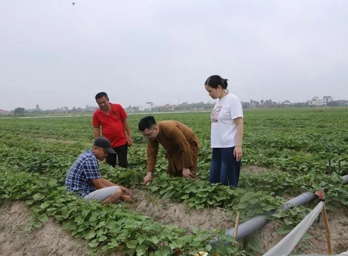 Diện tích sản xuất của HTX nông nghiệp công nghệ cao Global Group tại phường Ngọc Sơn được đầu tư hệ thống tưới tiết kiệm nước. Ảnh: Báo Thanh Hóa.