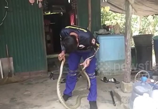 Phát hiện rắn hổ mang chúa dài 3 mét trong bếp, người phụ nữ hoảng loạn gọi cứu hộ