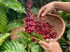 Giá nông sản ngày 17/5: Hồ tiêu giữ vùng giá cao, cà phê giảm sâu, gạo xuất khẩu tăng mạnh