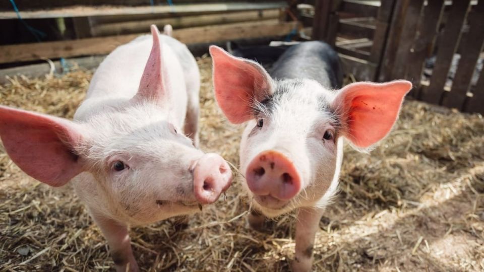 Giá heo hơi ngày 13/5: Sơn La, Thanh Hoá nhích thêm 1.000 đồng/kg