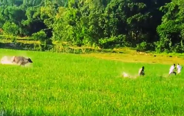 Trâu 'điên' náo loạn cánh đồng, lao thẳng vào người dân giữa vòng vây