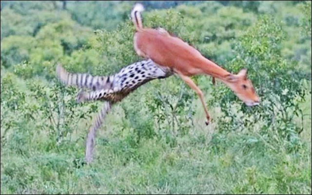 Báo săn linh dương Impala.