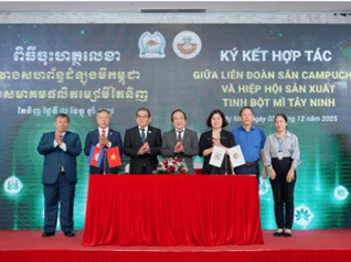 ESG - Chìa khóa để ngành sắn Việt Nam hội nhập toàn cầu