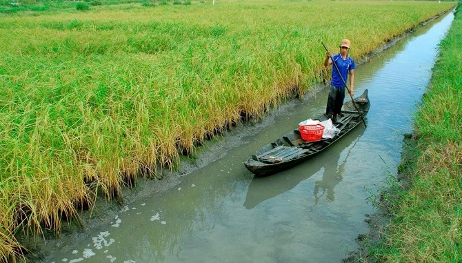 Ảnh 2: Mô hình lúa - tôm rất hiệu quả tại xã Phước Long.