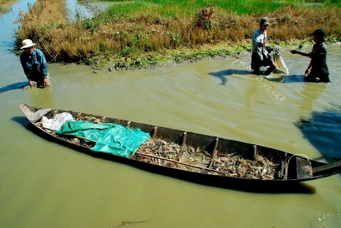 Ảnh 3: Thu hoạch tôm càng xanh tại xã Phước Long.