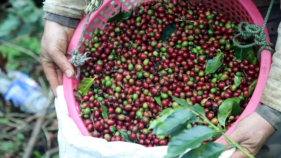 Giá nông sản ngày 20/5: Cà phê, hồ tiêu cùng lao dốc, lúa gạo ổn định