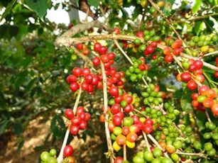 Giá nông sản ngày 21/5: Cà phê và gạo xuất khẩu đồng loạt tăng giá