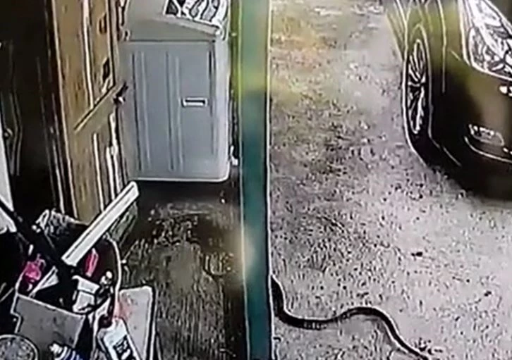 Ảnh cắt từ clip.