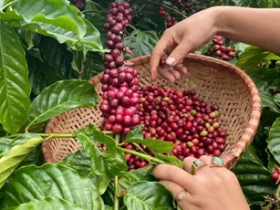 Giá nông sản ngày 23/5: Cà phê nhích nhẹ, hồ tiêu đi ngang