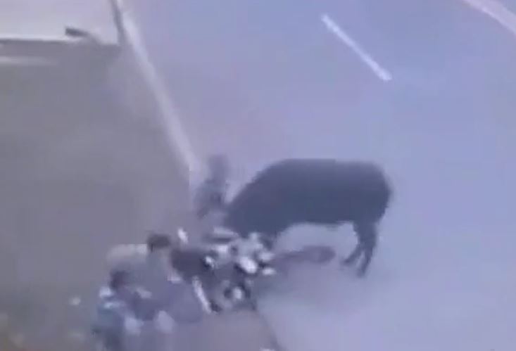 Trâu 'điên' lao giữa phố, húc văng người đàn ông khỏi xe máy