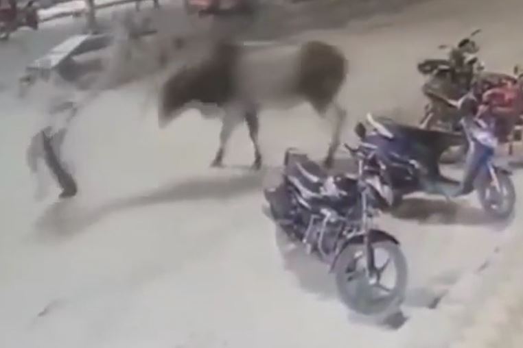 Đang làm nhiệm vụ, cảnh sát Ấn Độ bị bò húc văng lên không trung