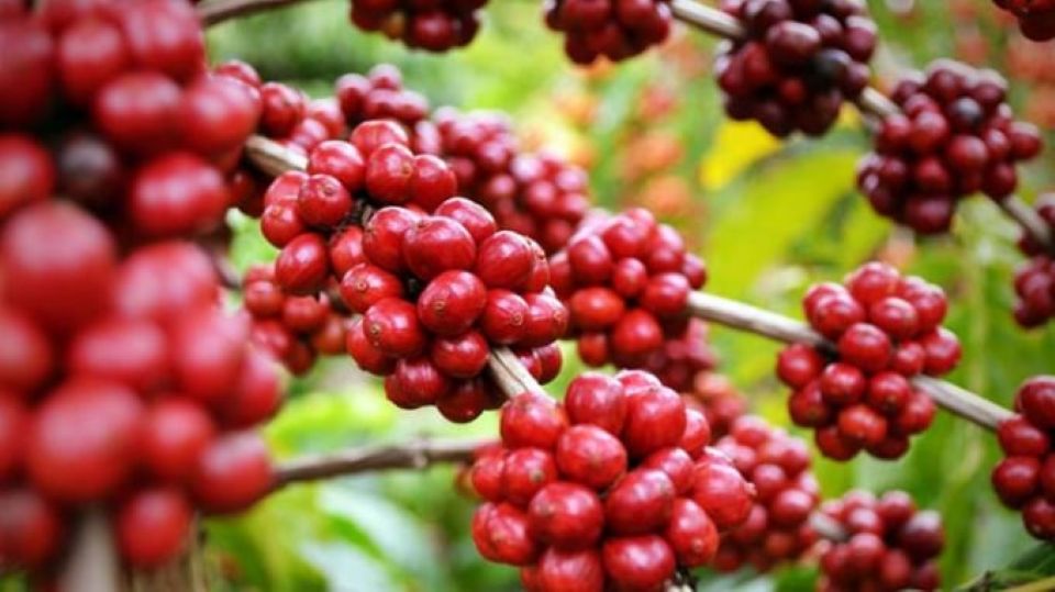 Giá nông sản ngày 25/5: Cà phê nối dài đà tăng, hồ tiêu giữ vùng giá cao