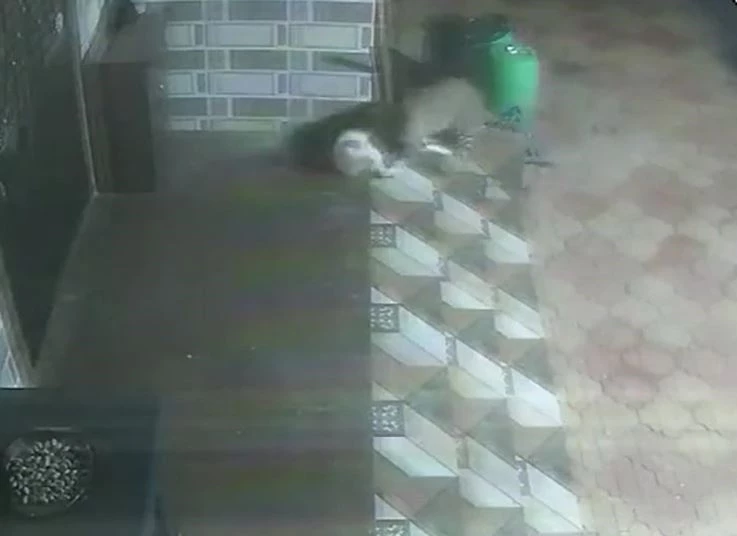 Ảnh cắt từ clip.