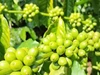 Giá nông sản ngày 26/5: Cà phê điều chỉnh giảm nhẹ, hồ tiêu đi ngang