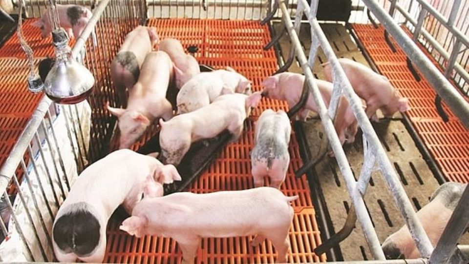 Giá heo hơi ngày 26/5: Bắc Ninh và Khánh Hoà tăng nhẹ 1.000 đồng/kg