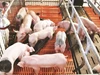 Giá heo hơi ngày 26/5: Bắc Ninh và Khánh Hoà tăng nhẹ 1.000 đồng/kg