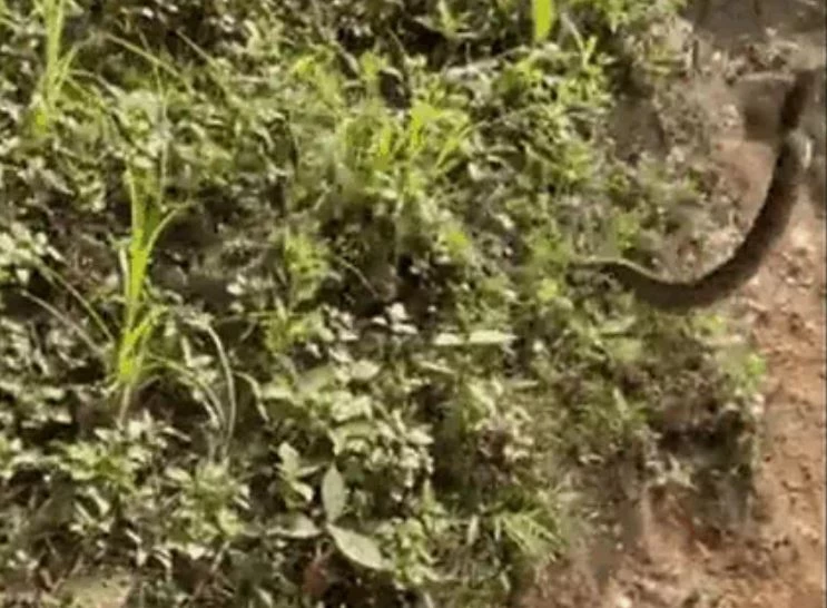 Ảnh cắt từ clip.
