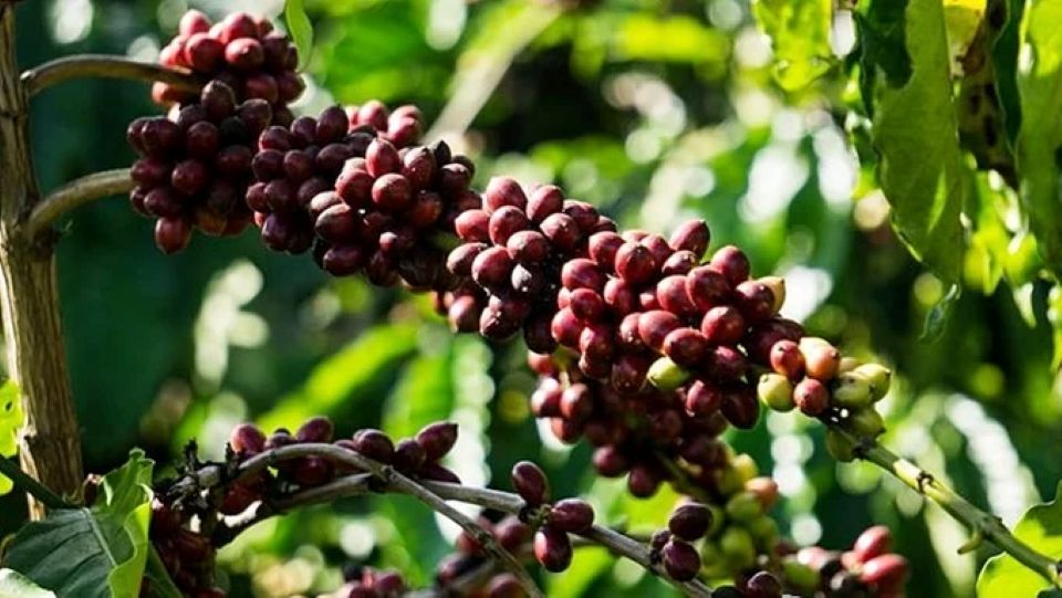 Giá nông sản ngày 27/5: Giá cà phê đi ngang, hồ tiêu lao dốc mạnh