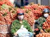 Bộ Công Thương yêu cầu hỗ trợ tiêu thụ vải, tránh ùn tắc cửa khẩu