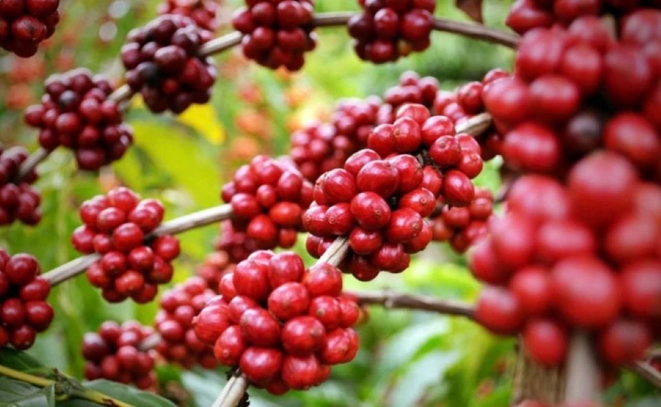 Giá nông sản ngày 31/5: Cà phê lao dốc mạnh