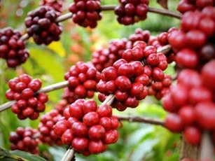 Giá nông sản ngày 31/5: Cà phê lao dốc mạnh