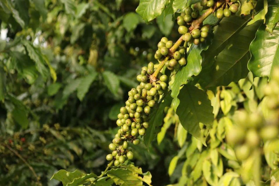 Giá nông sản ngày 1/6: Cà phê trong nước đảo chiều giảm sau chuỗi tăng kéo dài