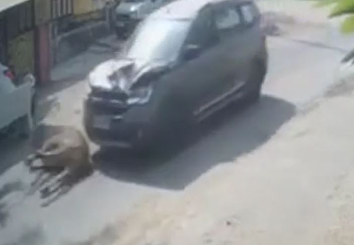 Đang chạy trên đường, bò bất ngờ tông trực diện ô tô