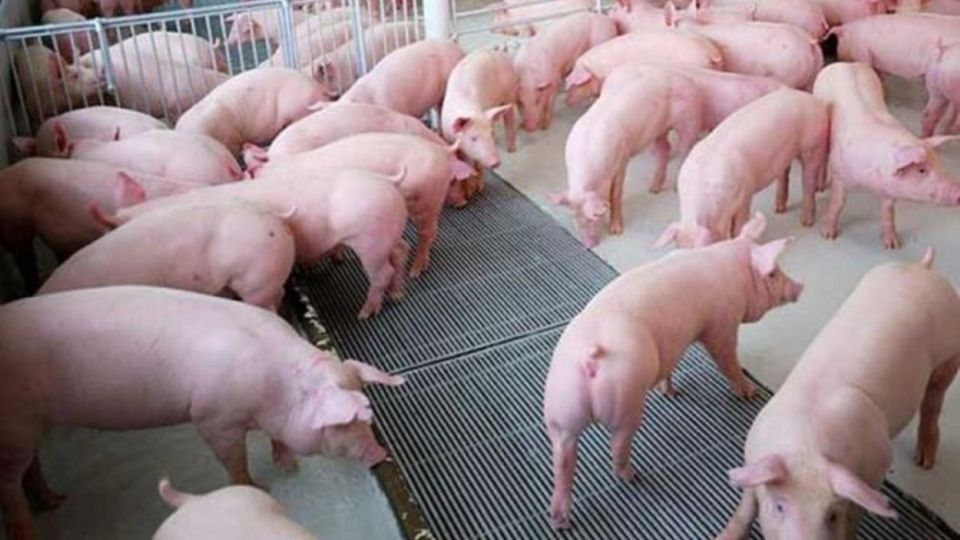Giá heo hơi ngày 2/6: Miền Nam giảm nhẹ, phổ biến quanh mức 67.000 đồng/kg