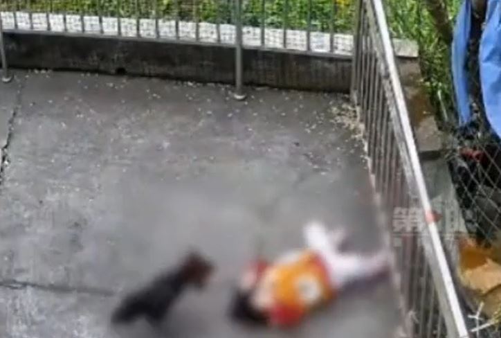 Gà chọi đá ngã bé gái, tiếp tục gây sự với người đi đường