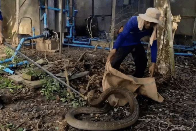 Rắn hổ mang chúa áp đảo trăn 3m trong cuộc chiến dữ dội, đội cứu hộ khẩn cấp vào cuộc