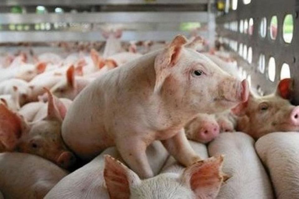 Giá heo hơi ngày 5/6: Nhiều địa phương đồng loạt giảm giá