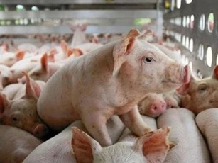 Giá heo hơi ngày 5/6: Nhiều địa phương đồng loạt giảm giá