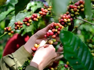 Giá nông sản ngày 5/6: Giá cà phê đảo chiều lao dốc, hồ tiêu giữ xu hướng ổn định