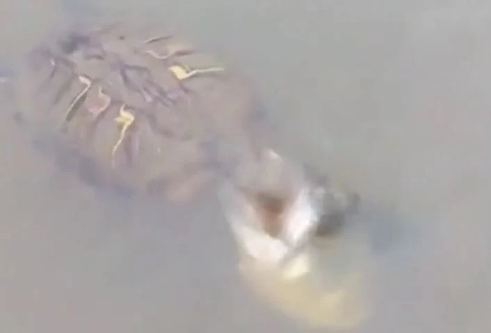 Ảnh cắt từ clip.